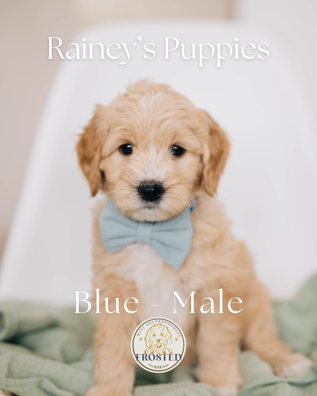 Blue - Male #1 - Rainey x Murphy Mini Goldendoodle Puppy
