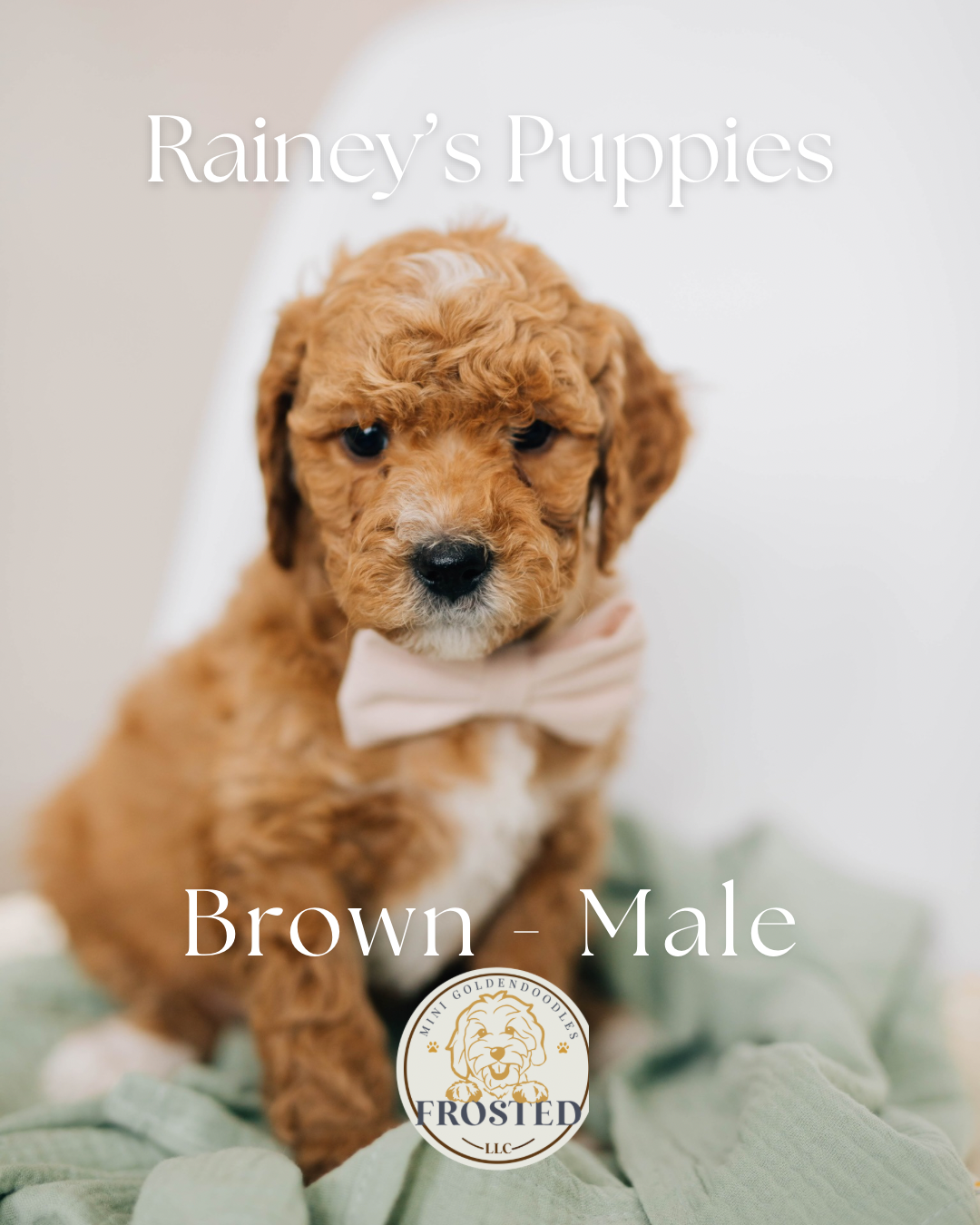 Brown - Male #3 - Rainey x Murphy Mini Goldendoodle Puppy