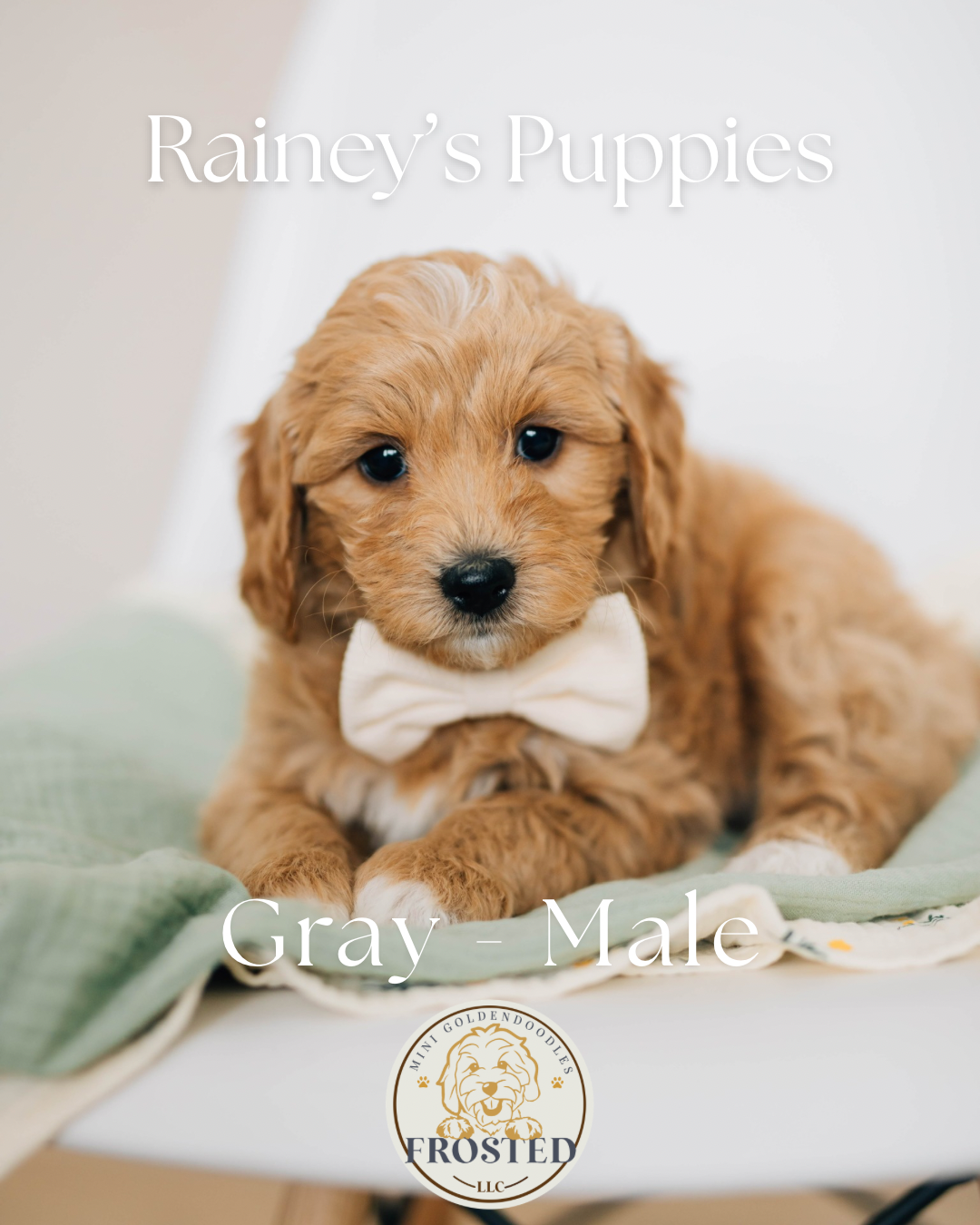 Gray - Male #5 - Rainey x Murphy Mini Goldendoodle Puppy