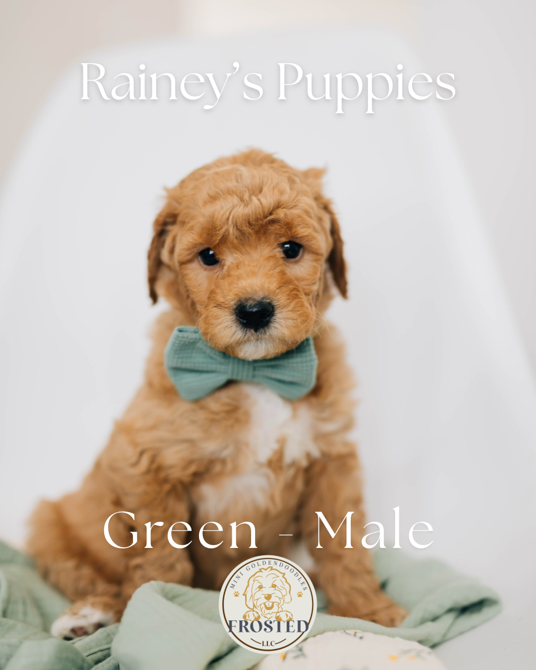 Green - Male #2 - Rainey x Murphy Mini Goldendoodle Puppy