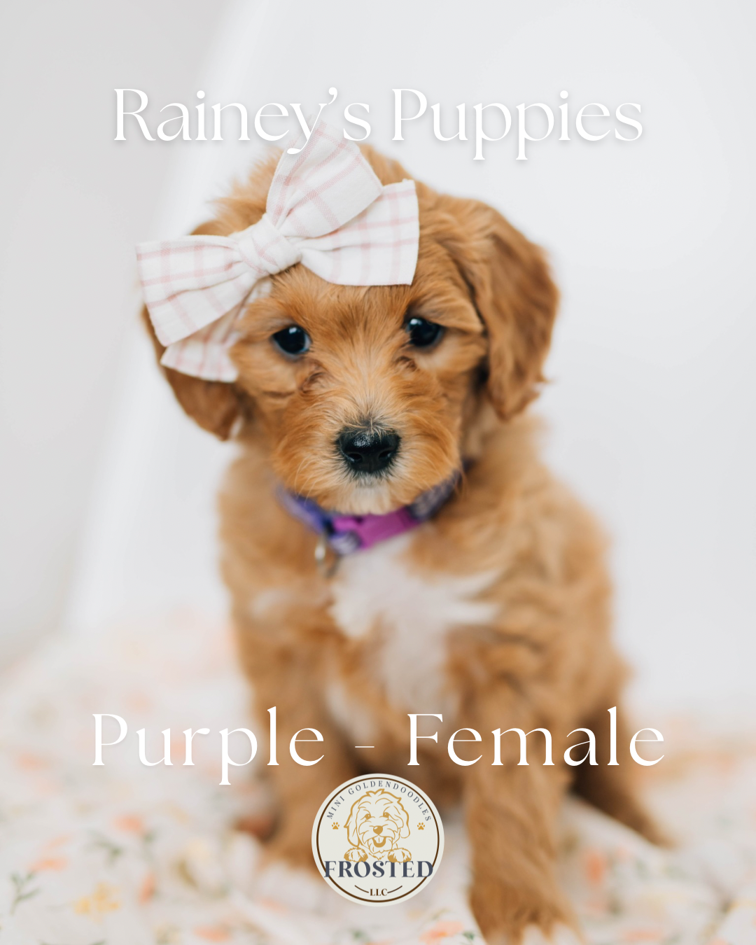 Purple - Female #2 - Rainey x Murphy Mini Goldendoodle Puppy