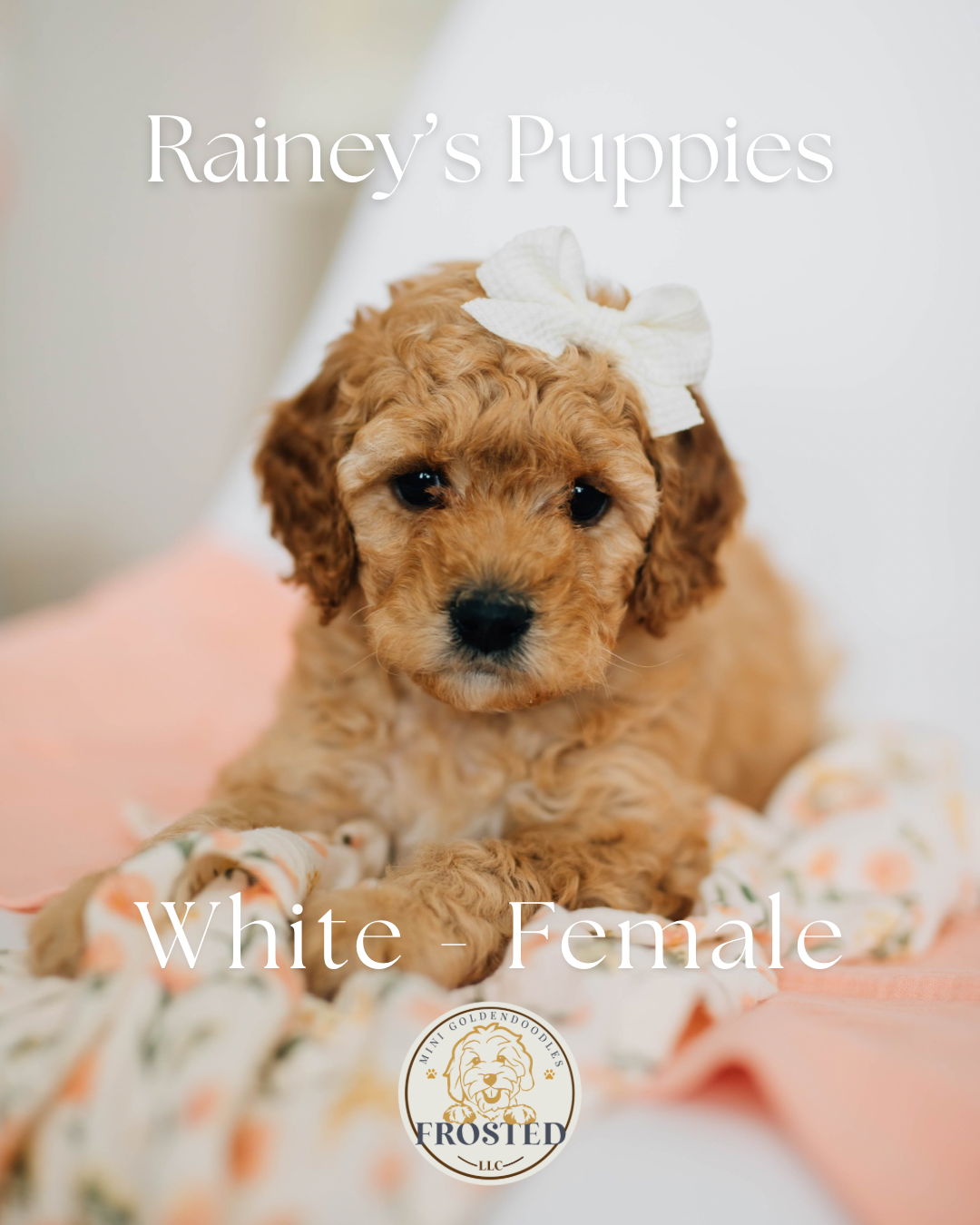 White - Female #5 - Rainey x Murphy Mini Goldendoodle Puppy