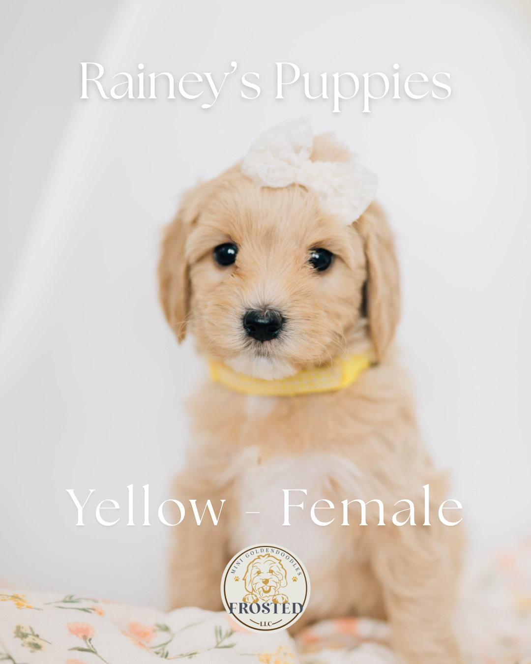 Yellow - Female #4 - Rainey x Murphy Mini Goldendoodle Puppy