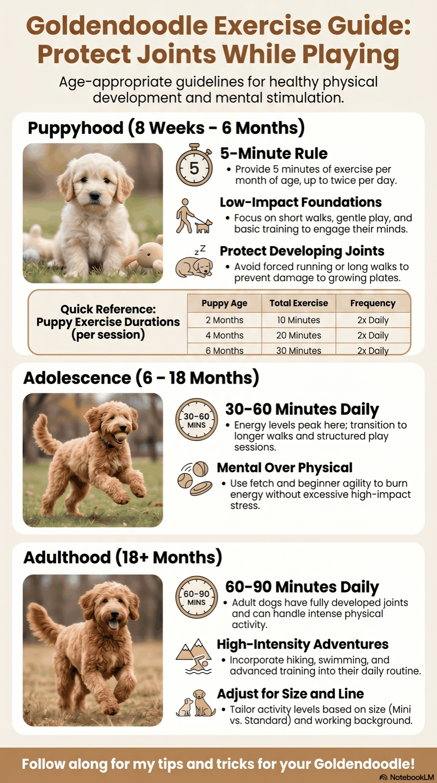 Goldendoodle Exercise Guide infographic