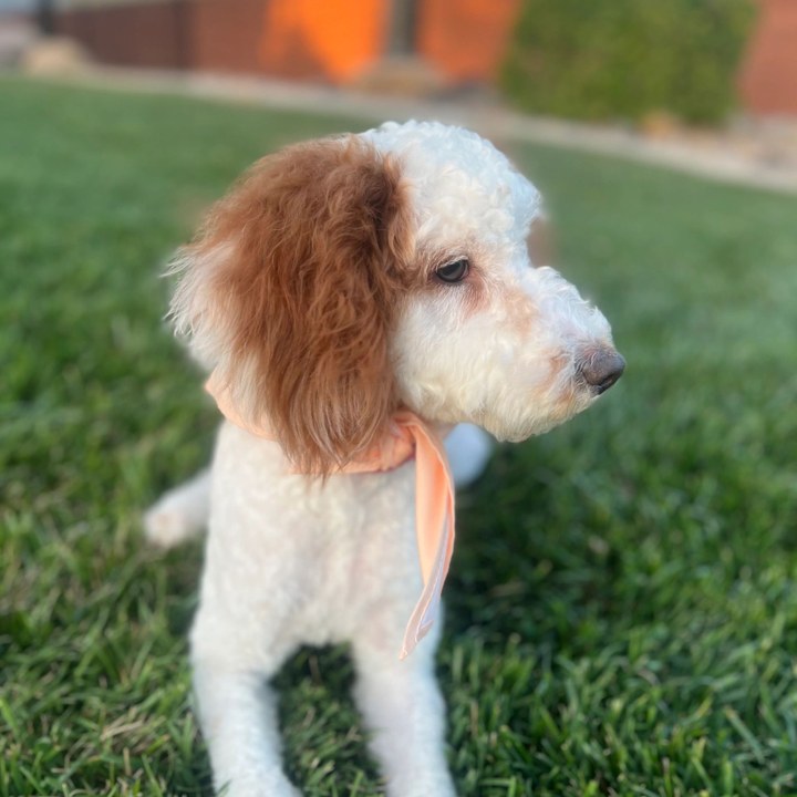 Aspen