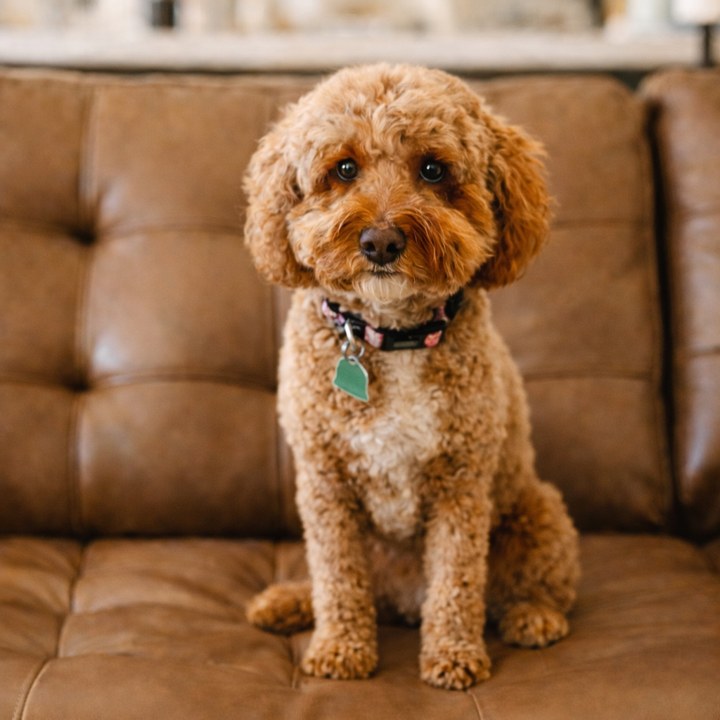 Rosie