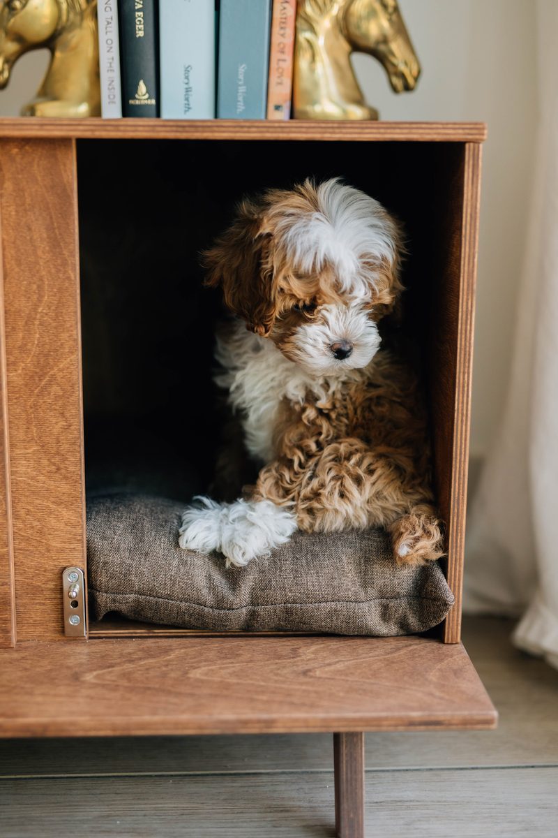 Goldendoodle puppy resting on the cushion inside a Kokaa pet house