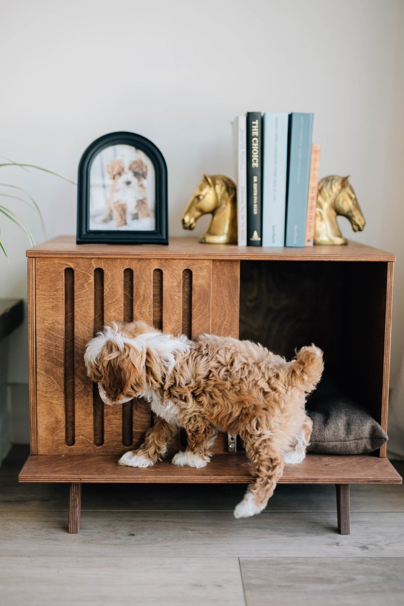 Goldendoodle puppy climbing into a Kokaa pet house in a styled living room