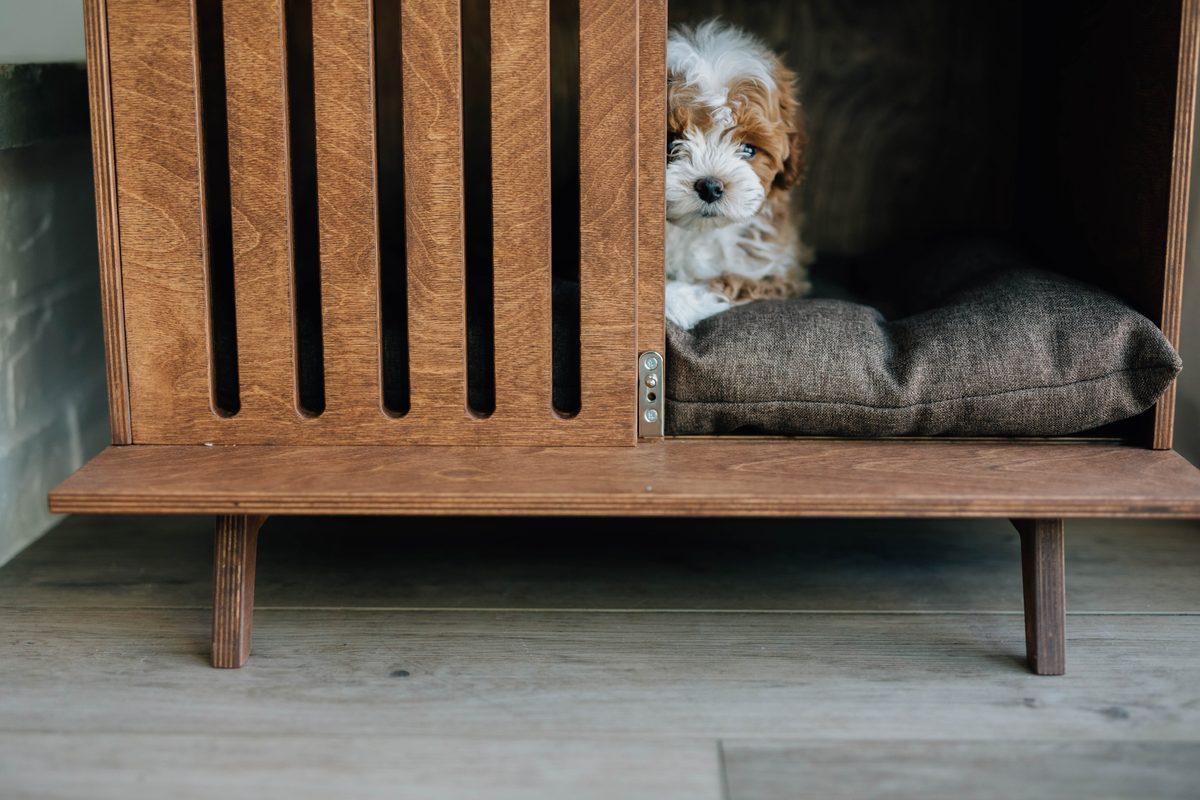 Goldendoodle puppy peeking out of a Kokaa wooden crate with cushion