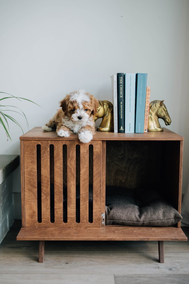 Goldendoodle puppy resting on top of a Kokaa wooden pet house styled with books and bookends