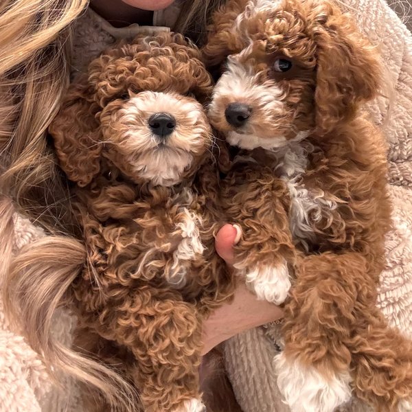 Two curly red Goldendoodle puppies like those expected from Aspen and Mr. Banks