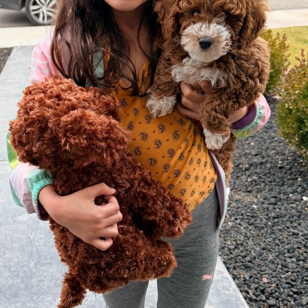 Two curly red puppies like those expected from Aspen and Mr. Banks