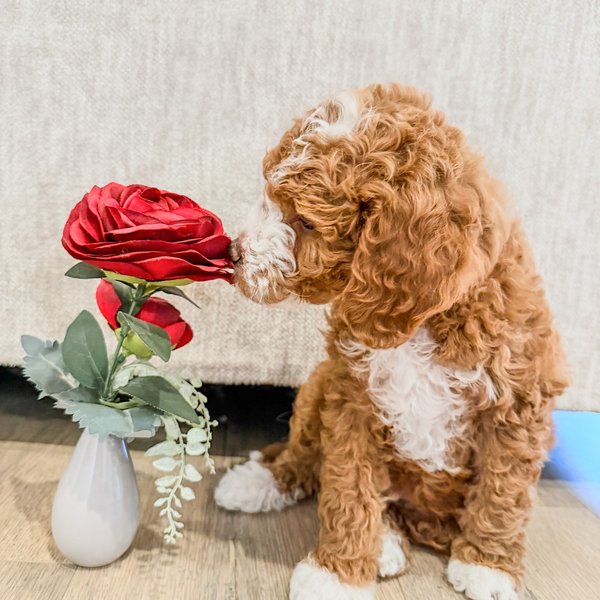 Curly red puppy with white paws like those expected from Aspen and Mr. Banks
