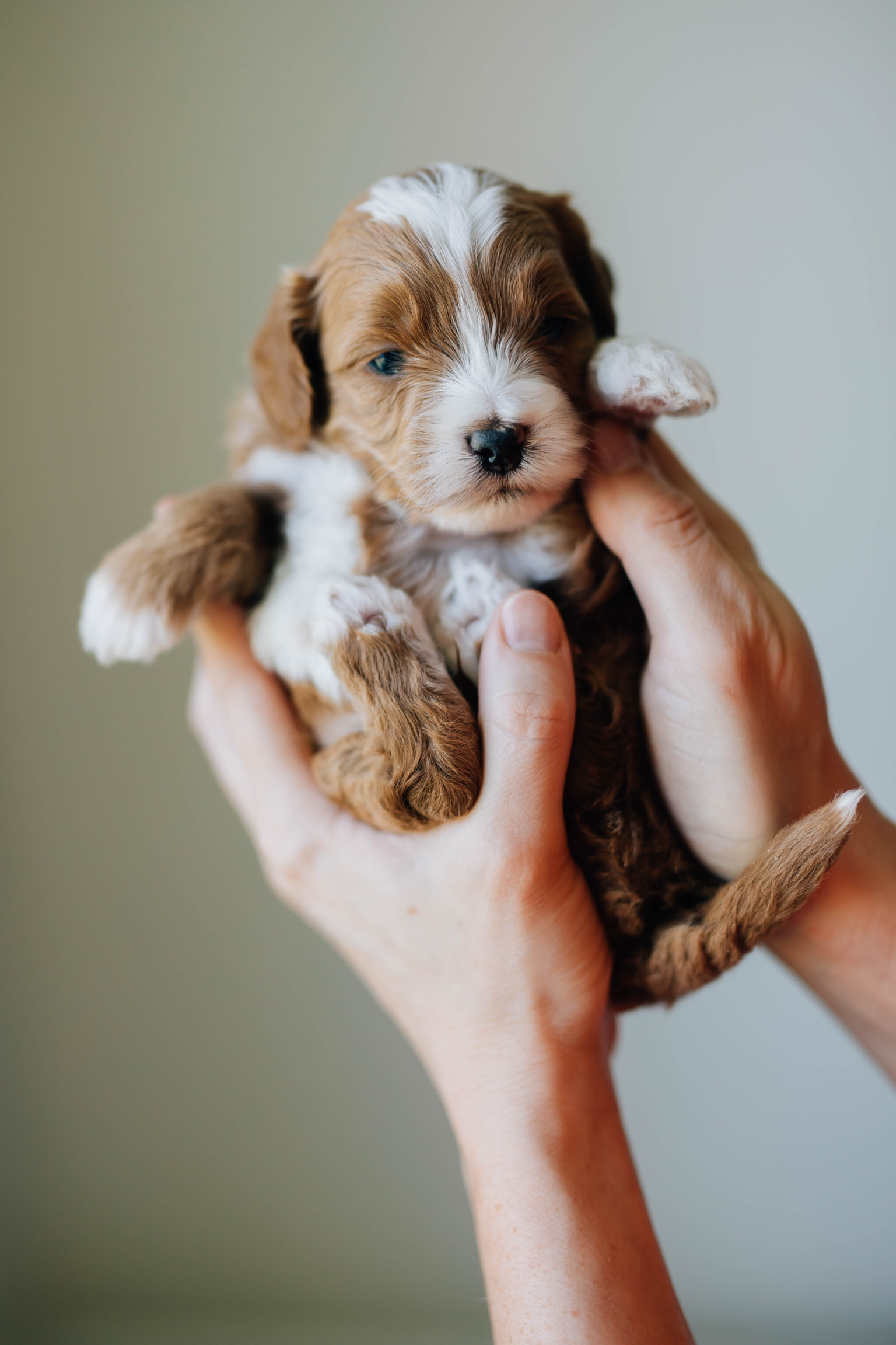 Charlie's Orange - Male - F1bb Goldendoodle Puppy