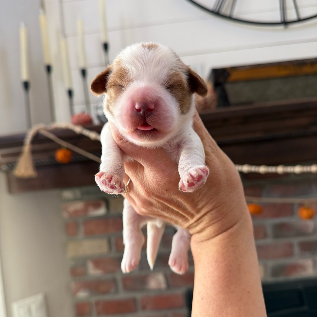 Coco's Black male