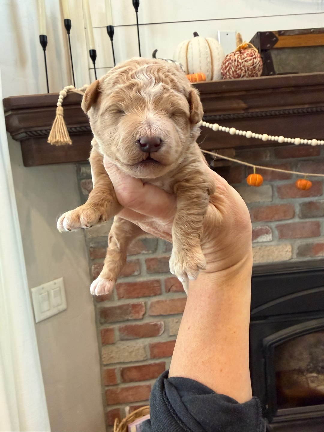 Orange 10 days old photo