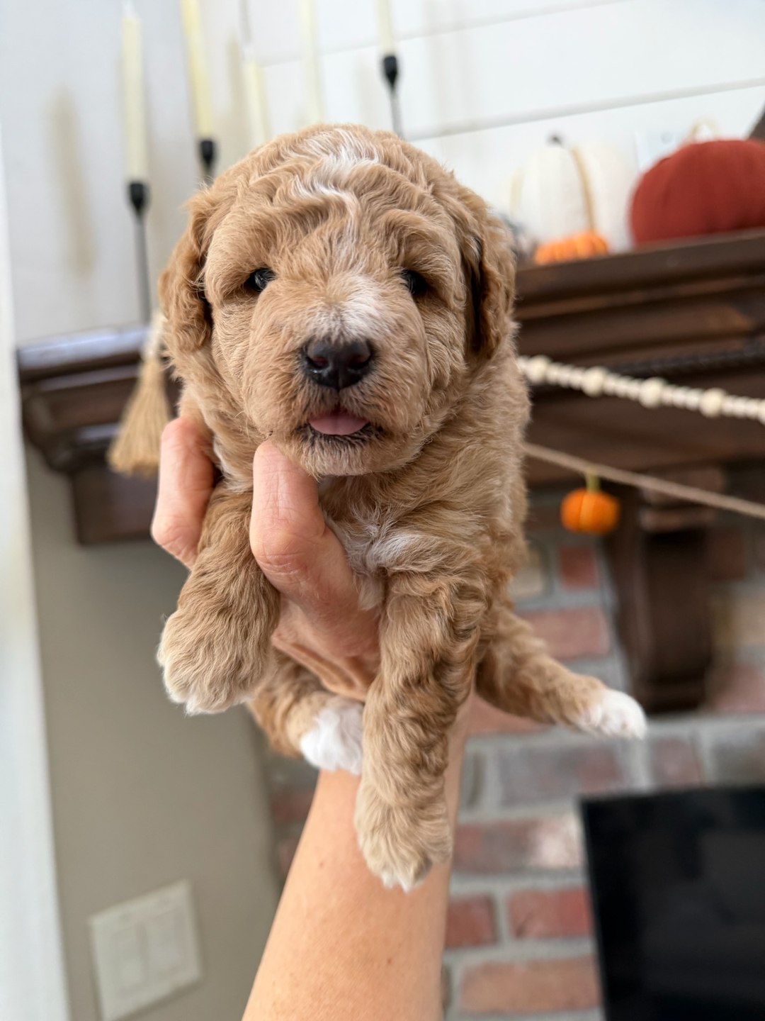 Coco's Orange — Female - Multigenerational Mini Goldendoodle Puppy
