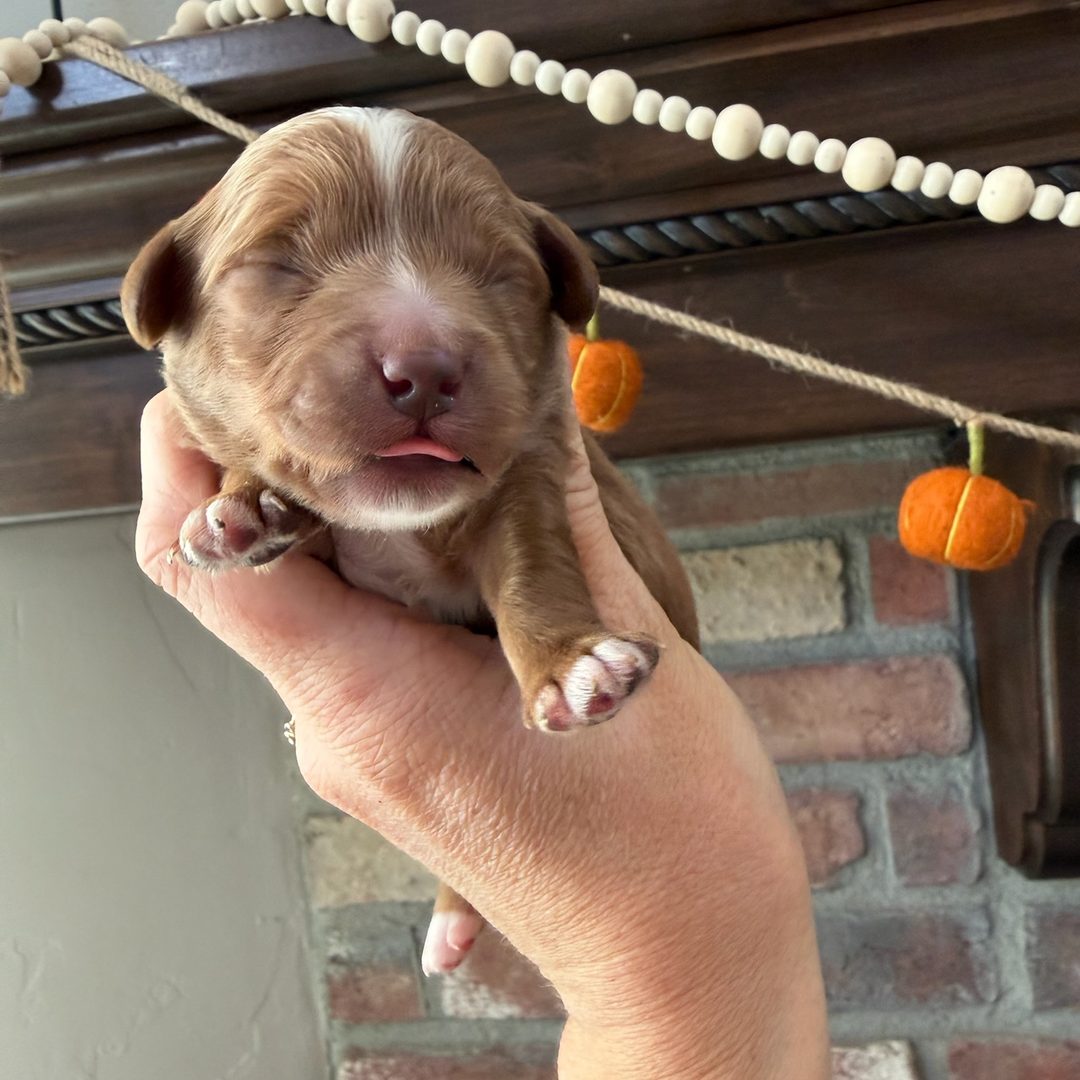 Coco's Orange female