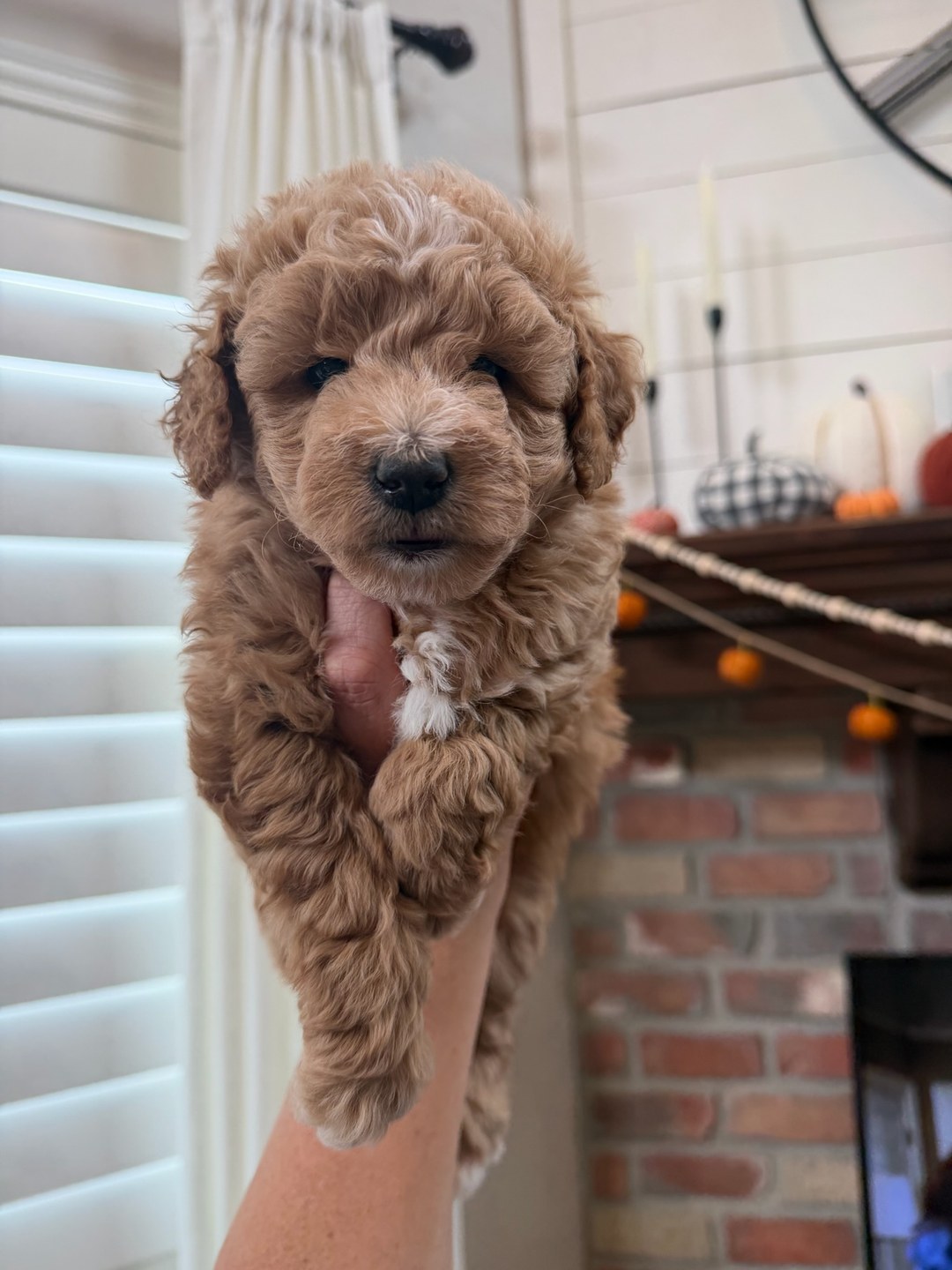 Coco's Orange — Female - Multigenerational Mini Goldendoodle Puppy