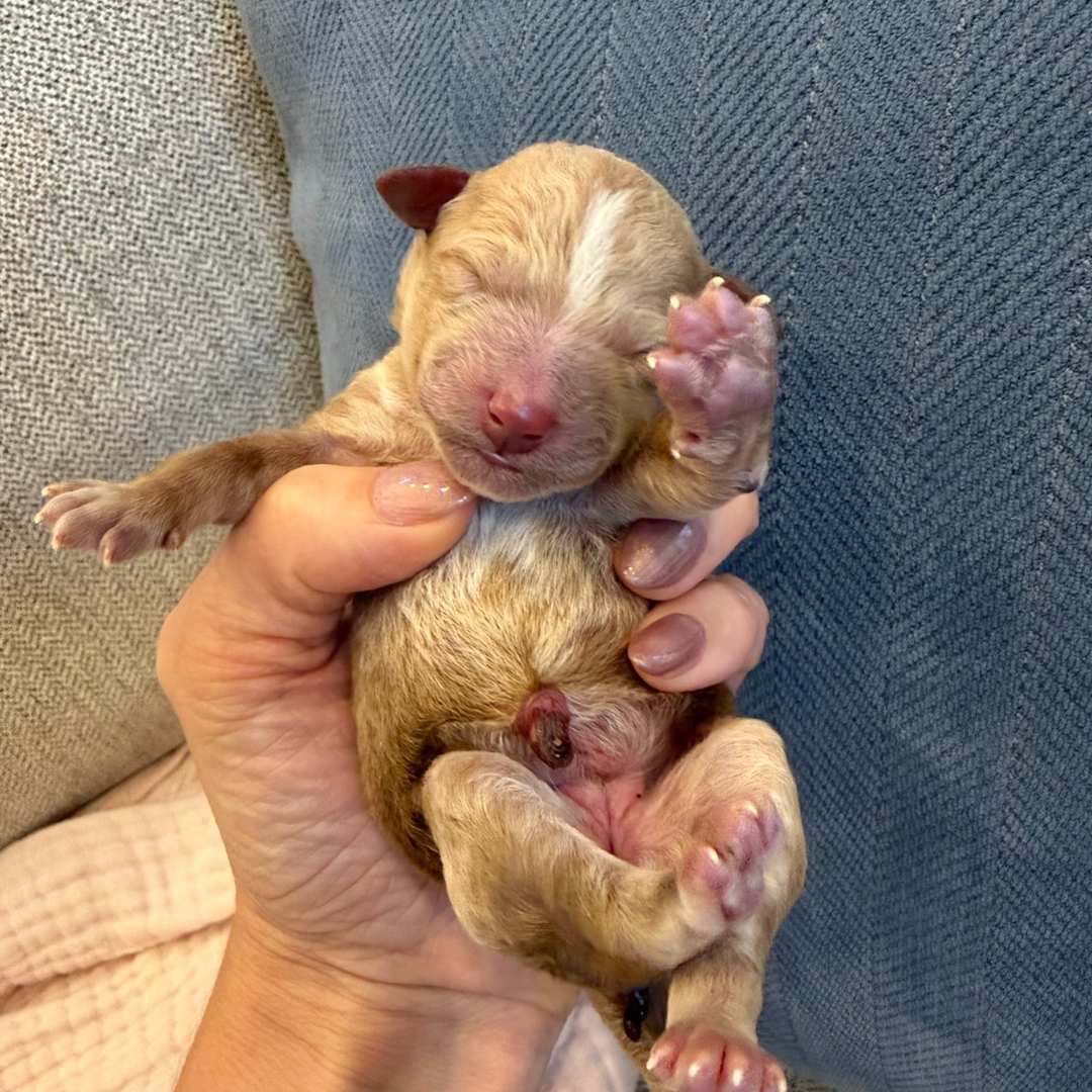 Orange newborn photo