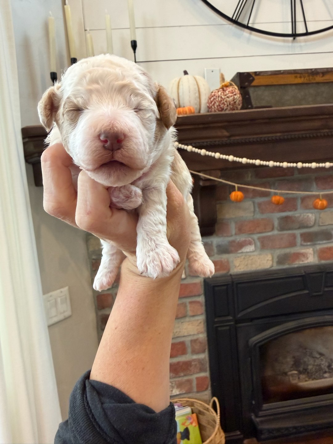 Pink 10 days old photo