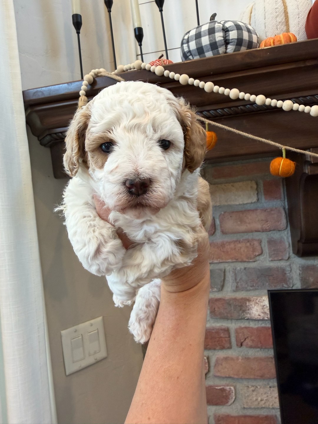 Coco's Pink — Female - Multigenerational Mini Goldendoodle Puppy