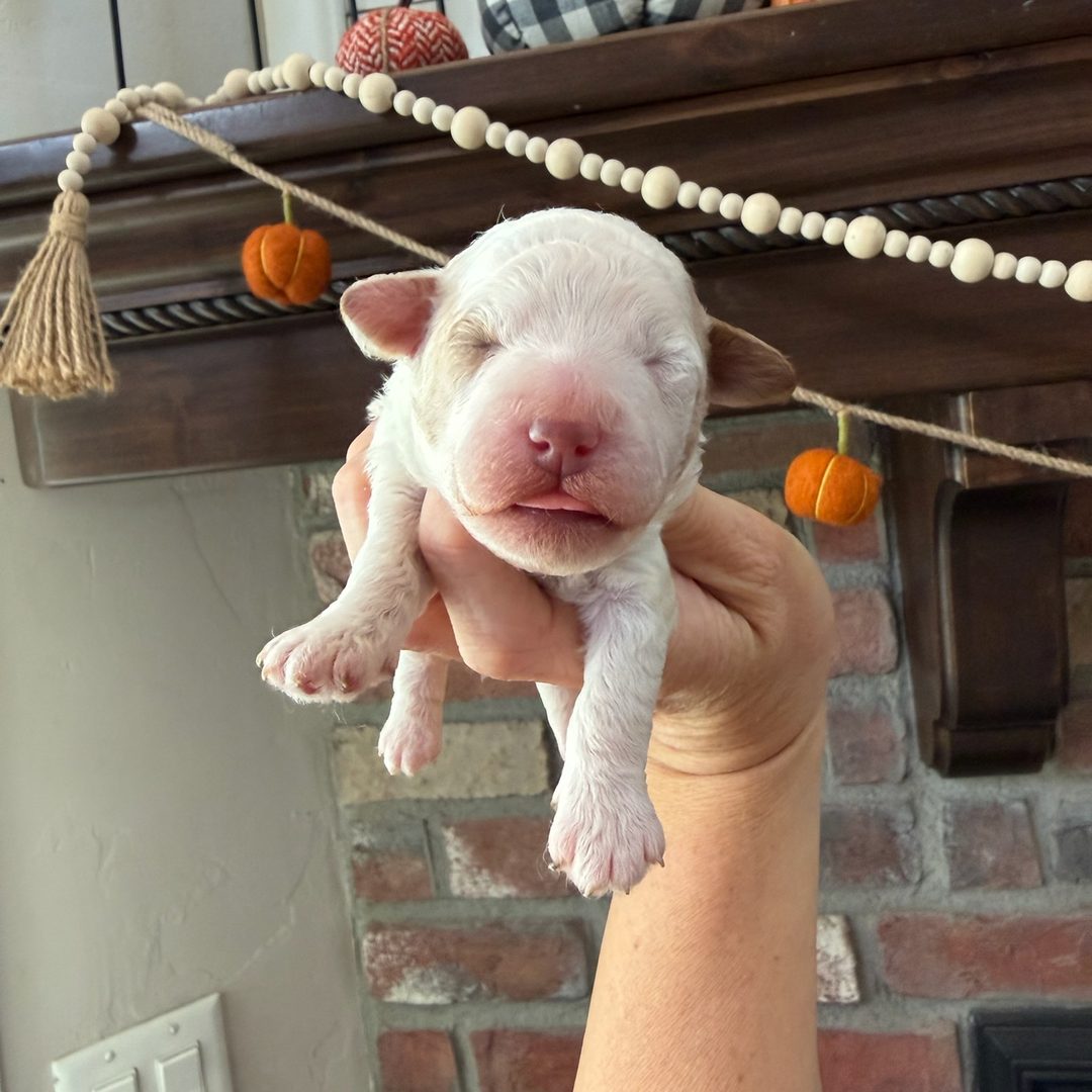 Coco's Pink female