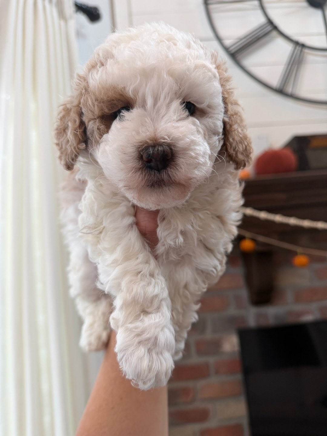 Coco's Pink — Female - Multigenerational Mini Goldendoodle Puppy