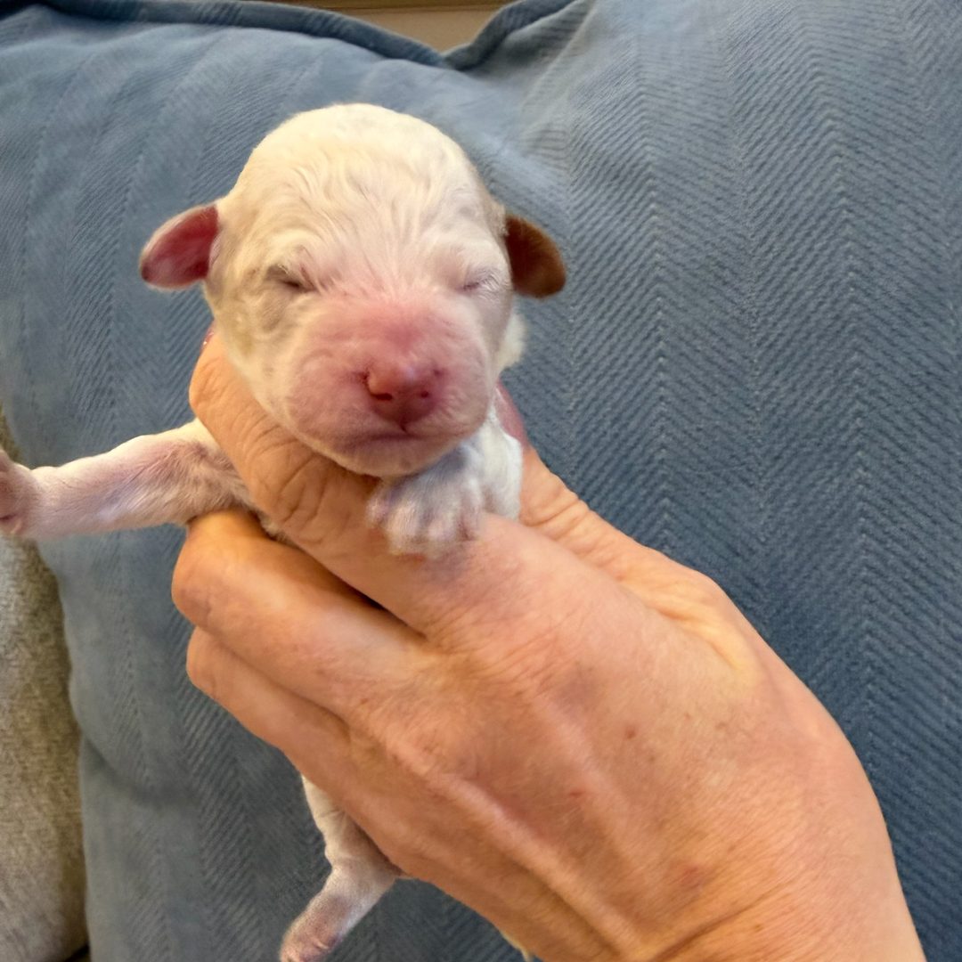 Pink newborn photo