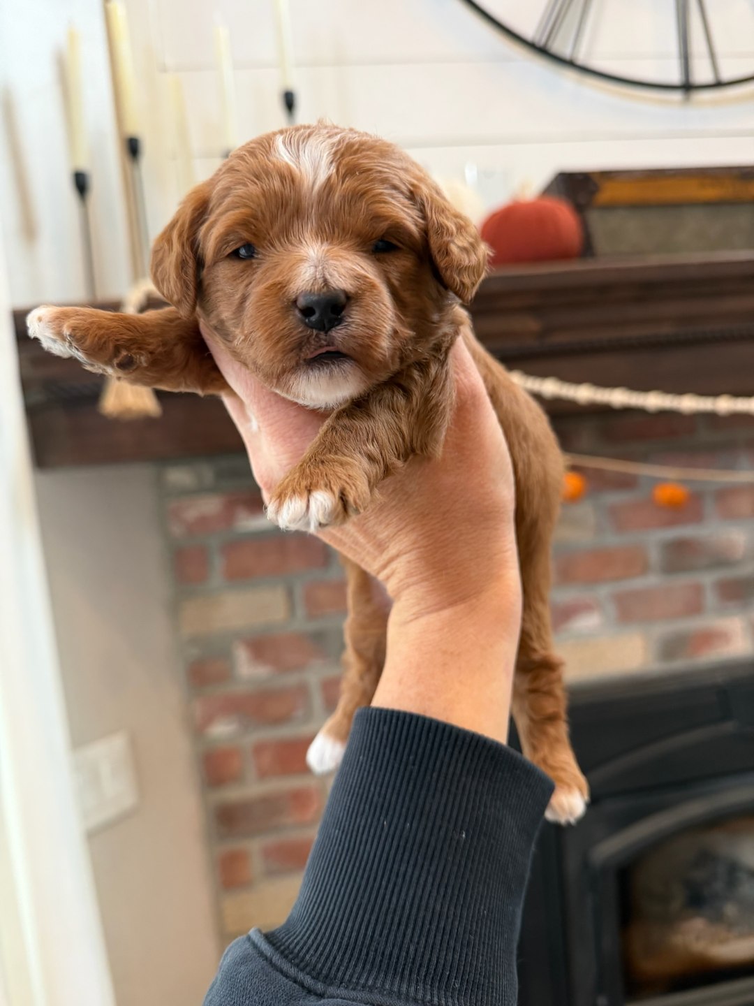 Red 2 weeks old photo
