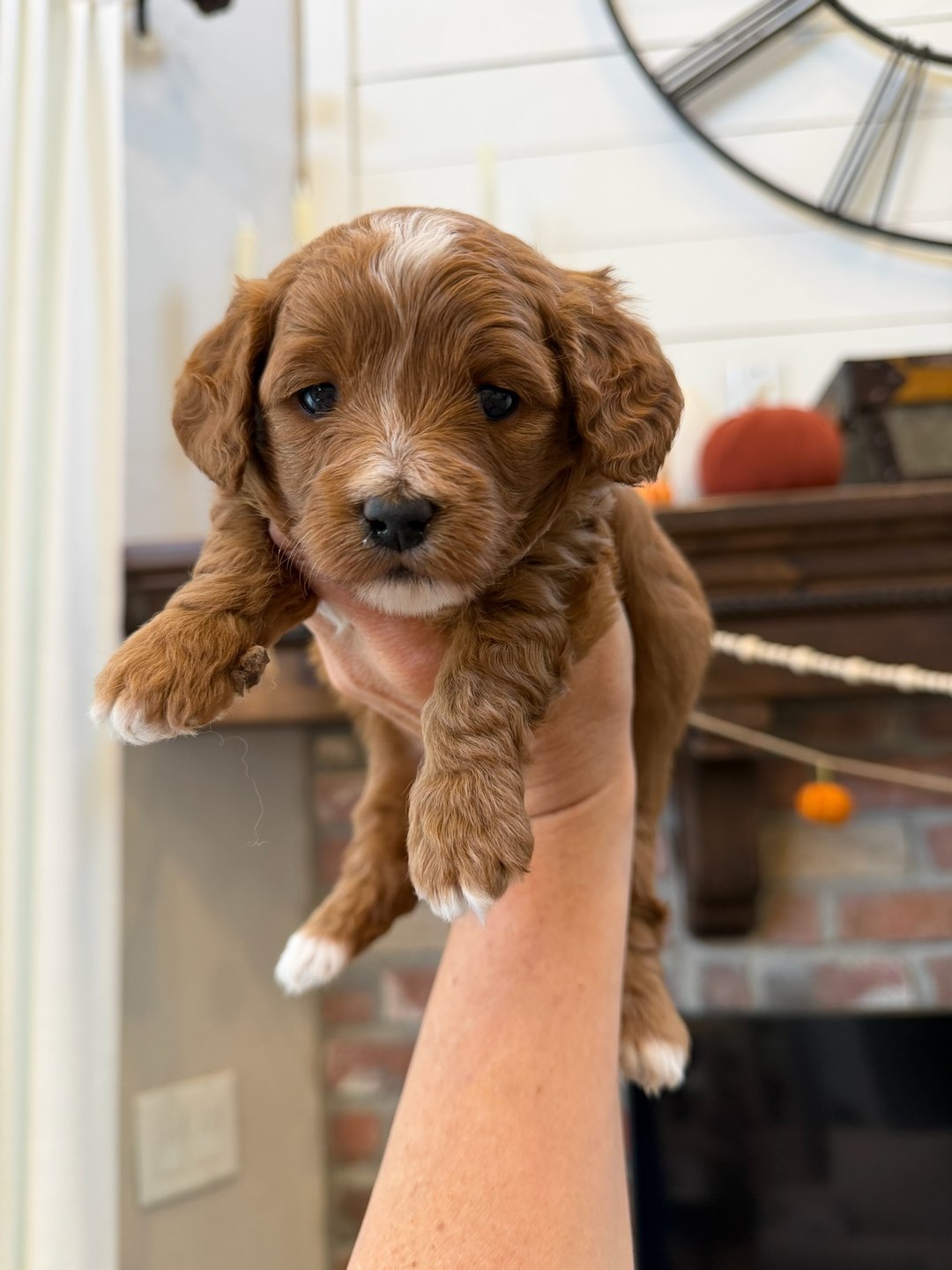 Coco's Red — Male - Multigenerational Mini Goldendoodle Puppy