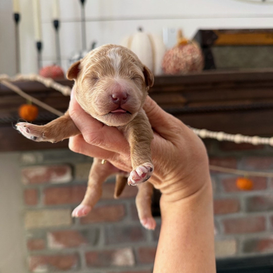 Coco's Red male