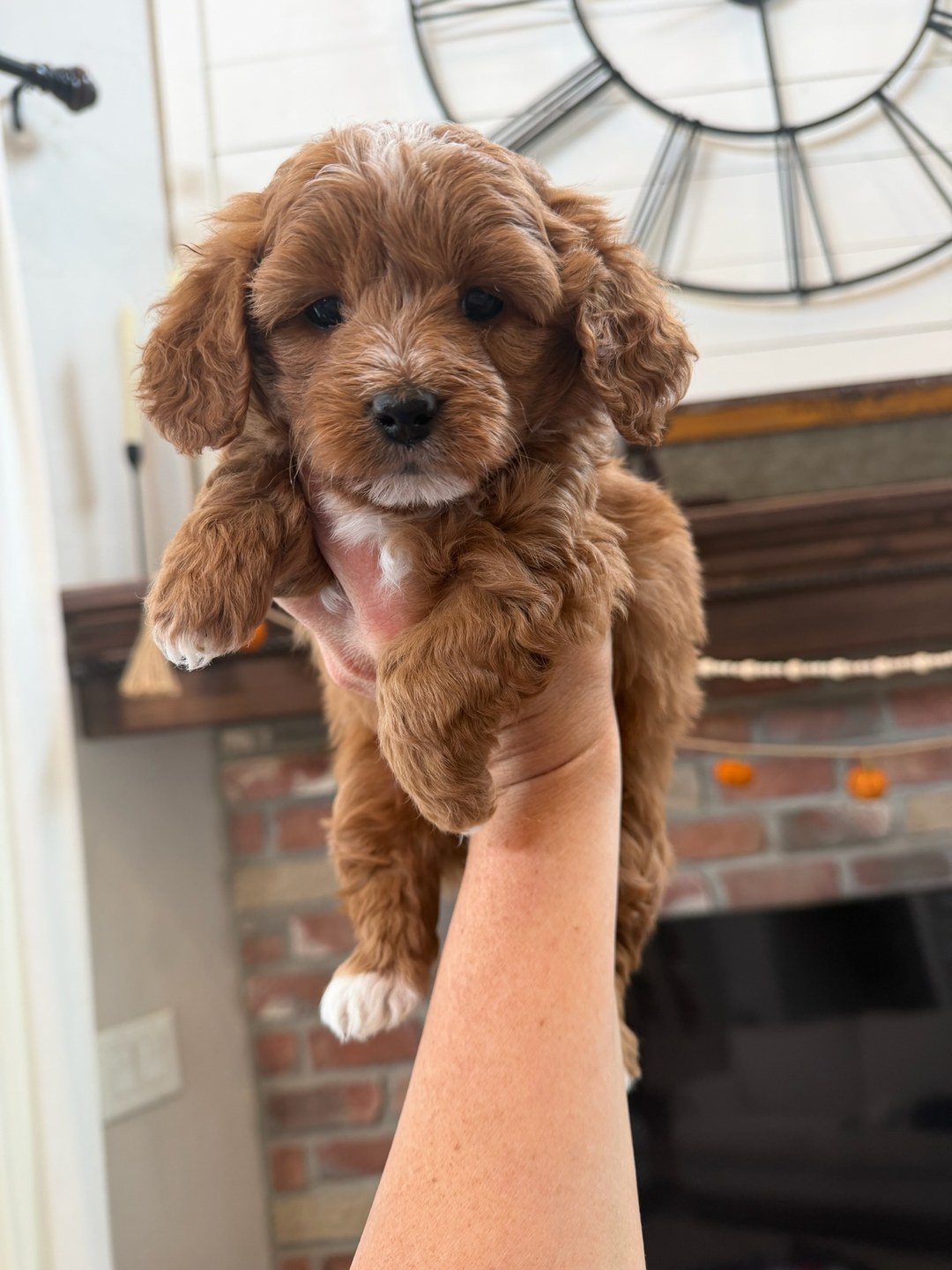 Coco's Red — Male - Multigenerational Mini Goldendoodle Puppy