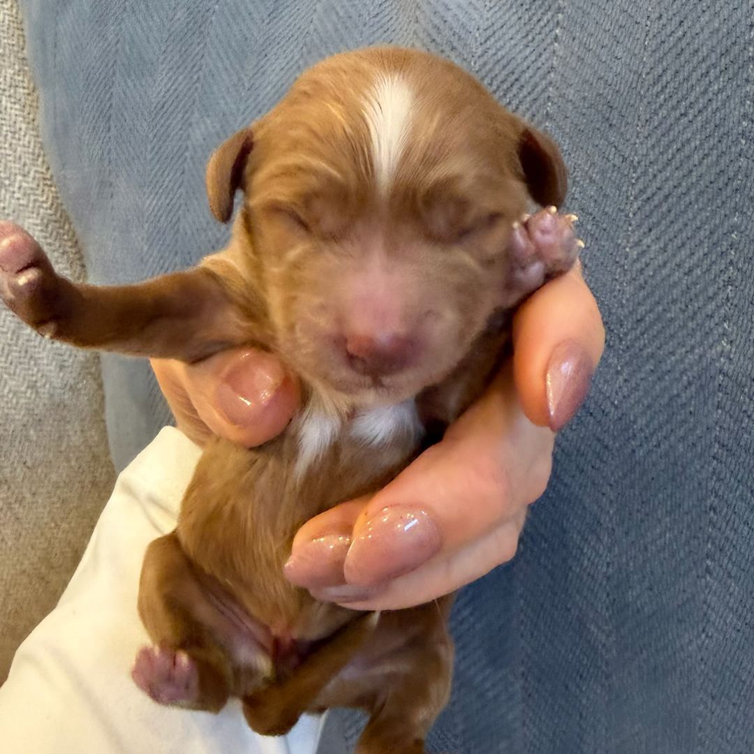Red newborn photo