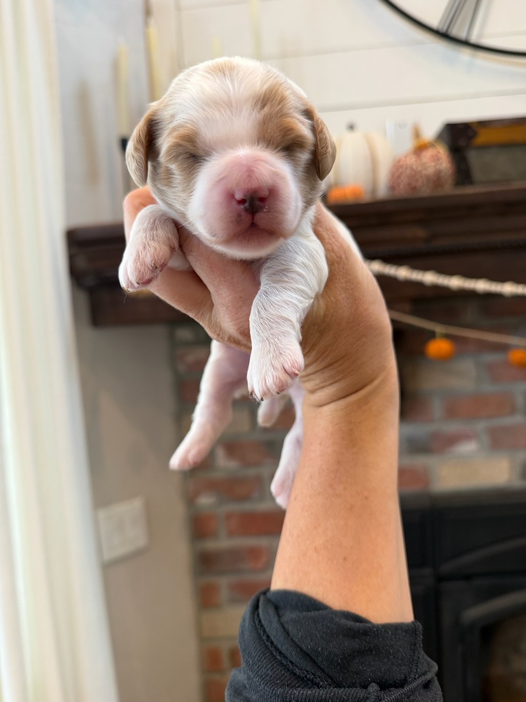 Teal 10 days old photo