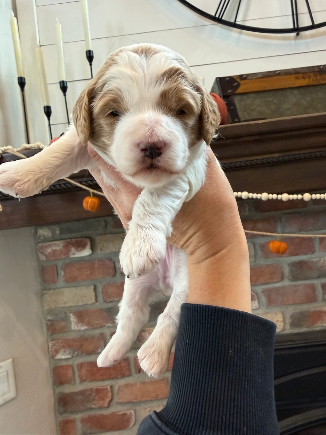 Teal 2 weeks old photo