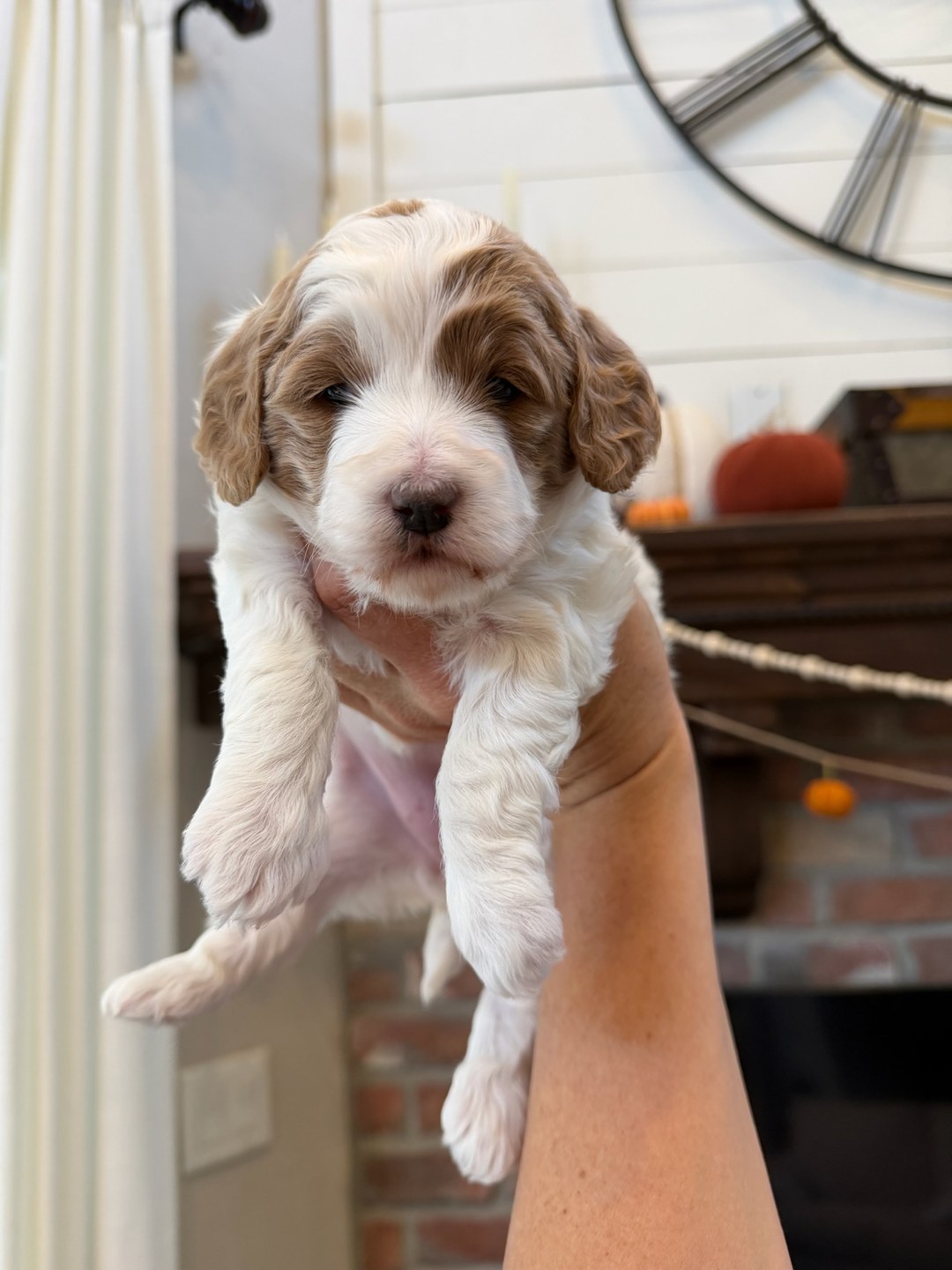 Coco's Teal - Female - Multigenerational Mini Goldendoodle Puppy
