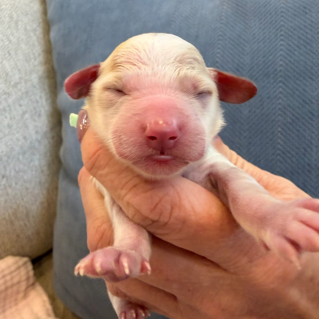 Teal newborn photo