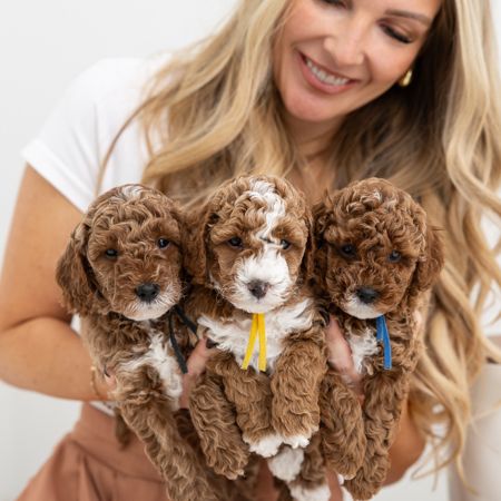Three puppies from Cookie's last litter