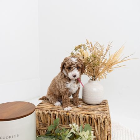 Puppy from Cookie's last litter