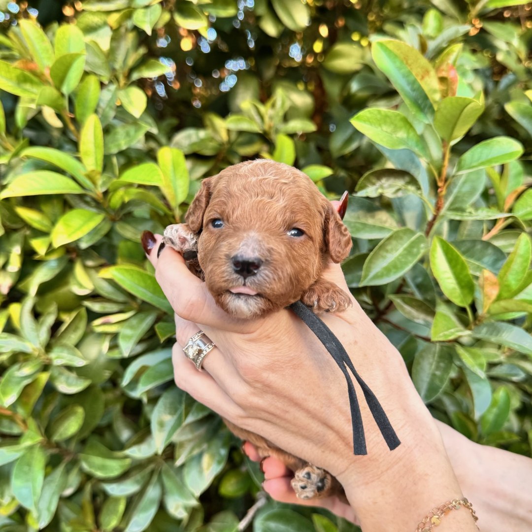 Black 2 weeks old photo
