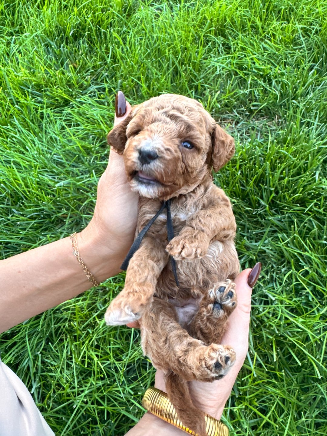 Black 3.5 weeks old photo