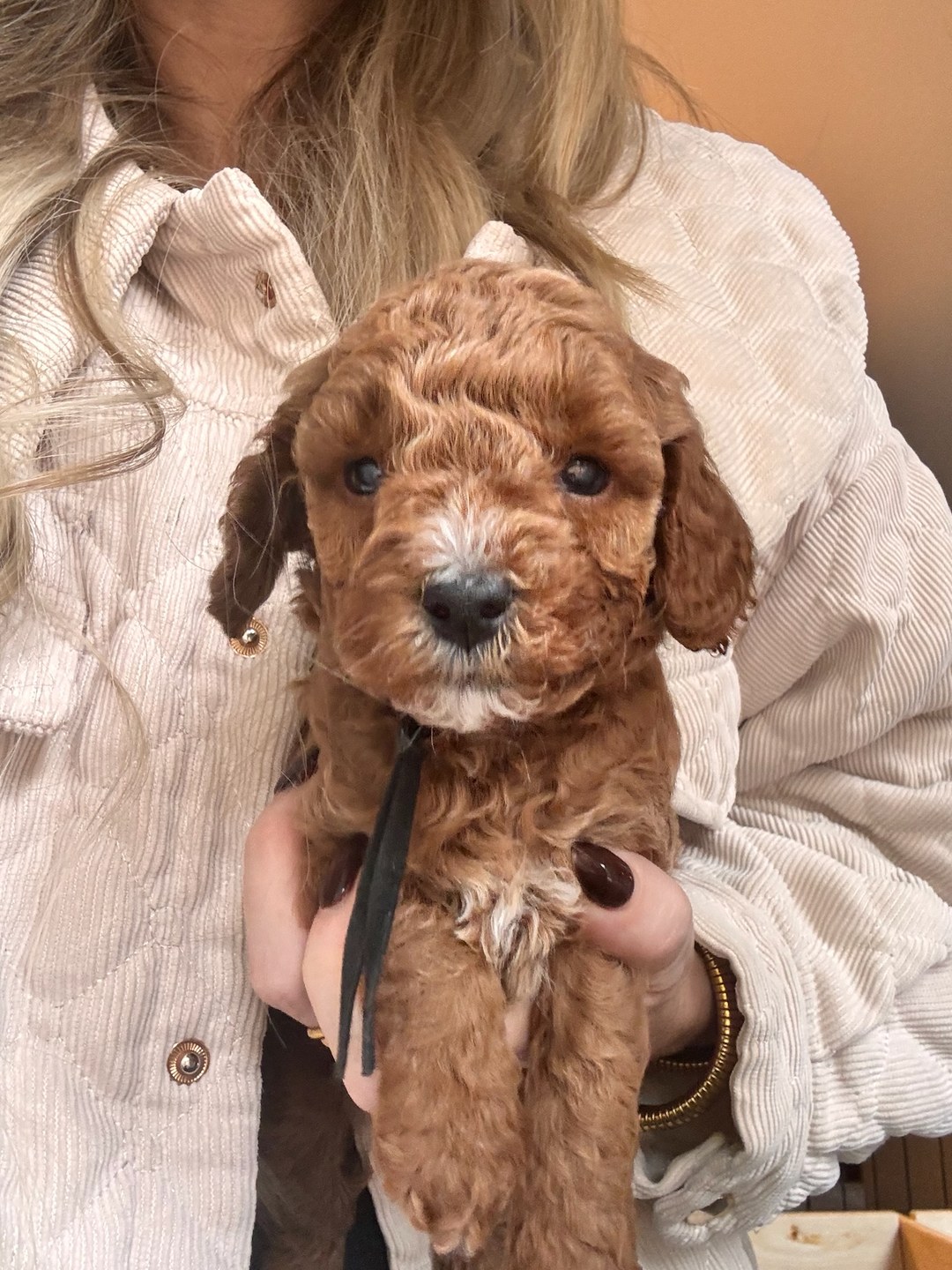 Cookie's Black - Male - F3 Micro Goldendoodle Puppy