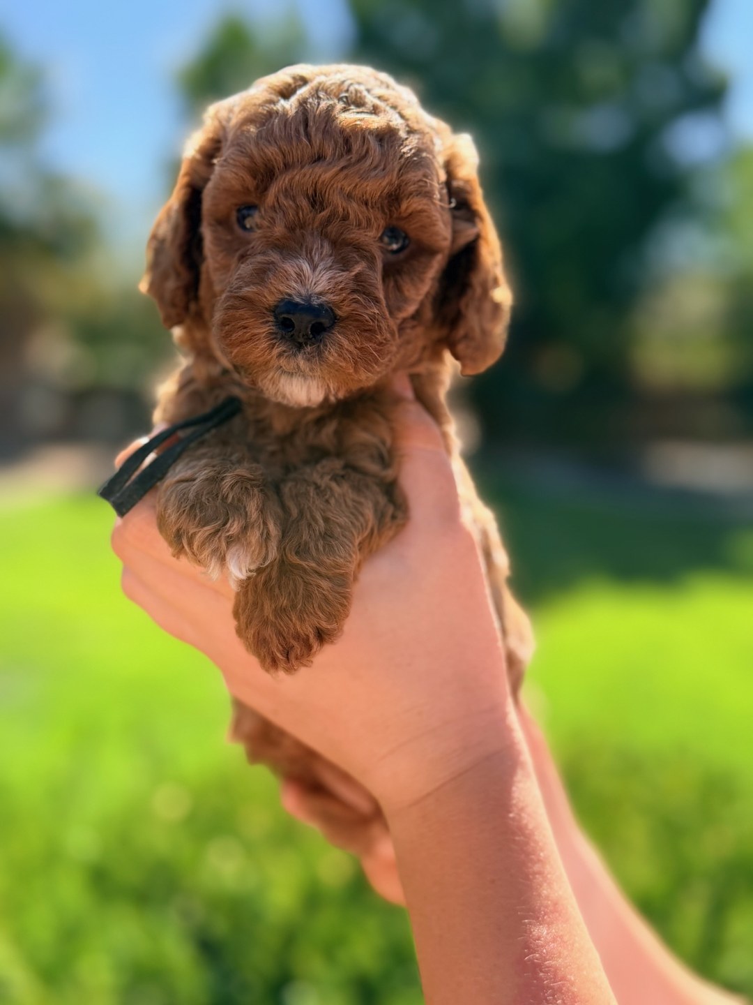 Black 5 weeks old photo