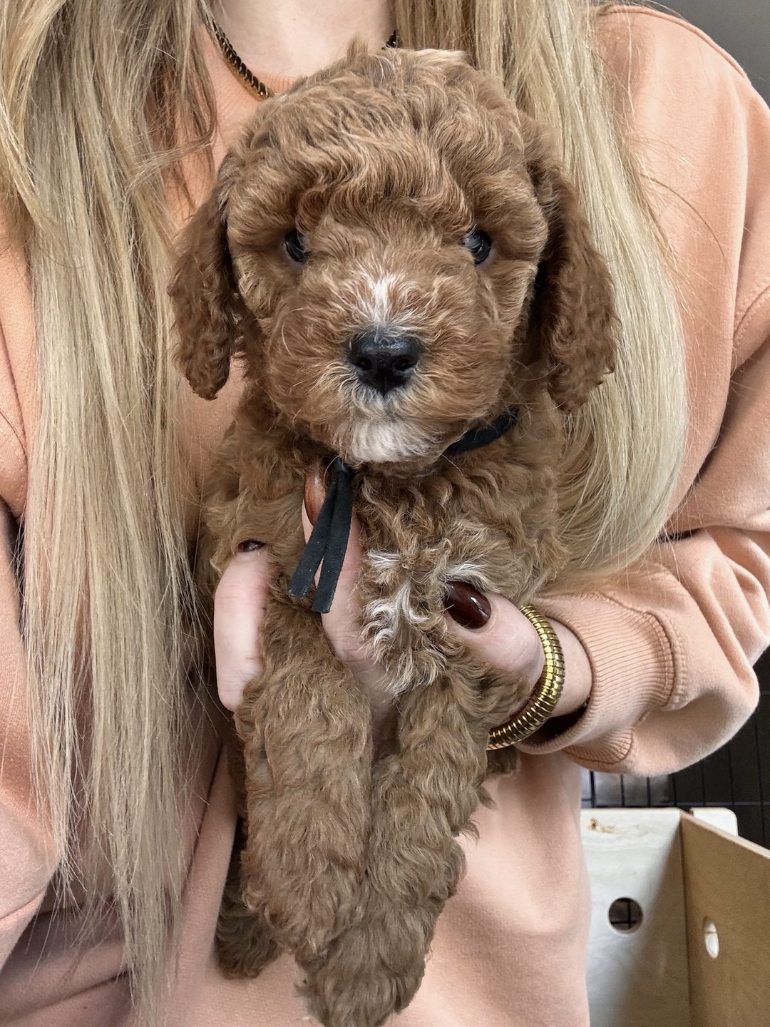 Cookie's Black - Male - F3 Micro Goldendoodle Puppy