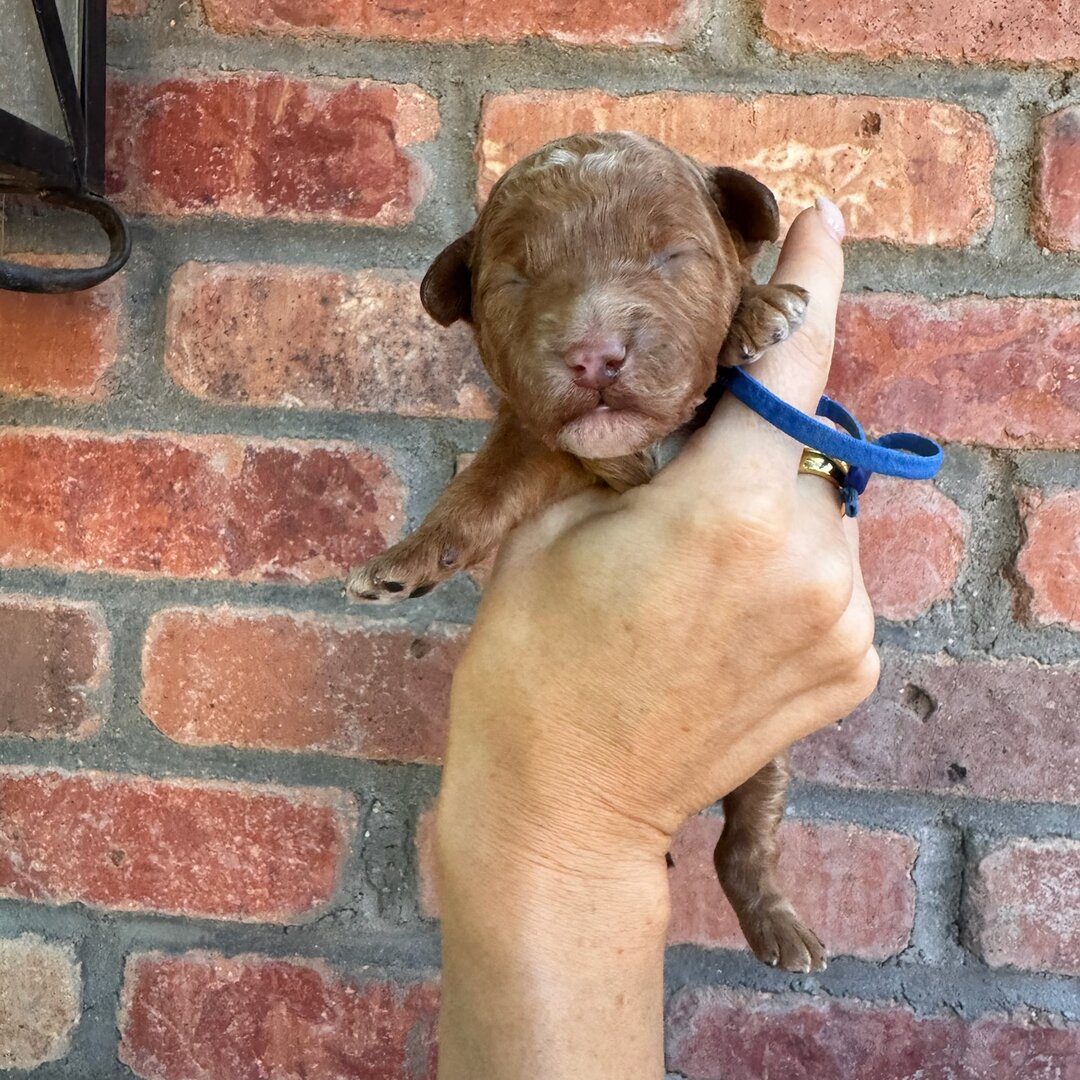 Blue 1 week old photo
