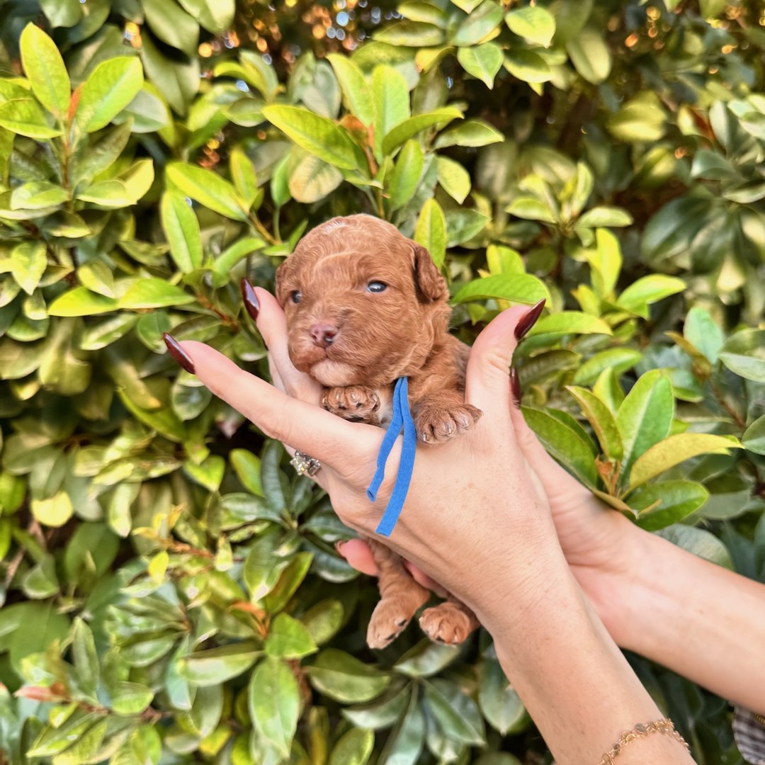 Blue 2 weeks old photo