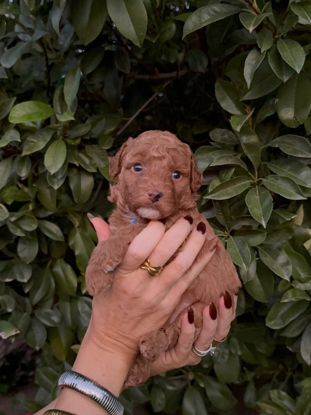Blue 3.5 weeks old photo 2