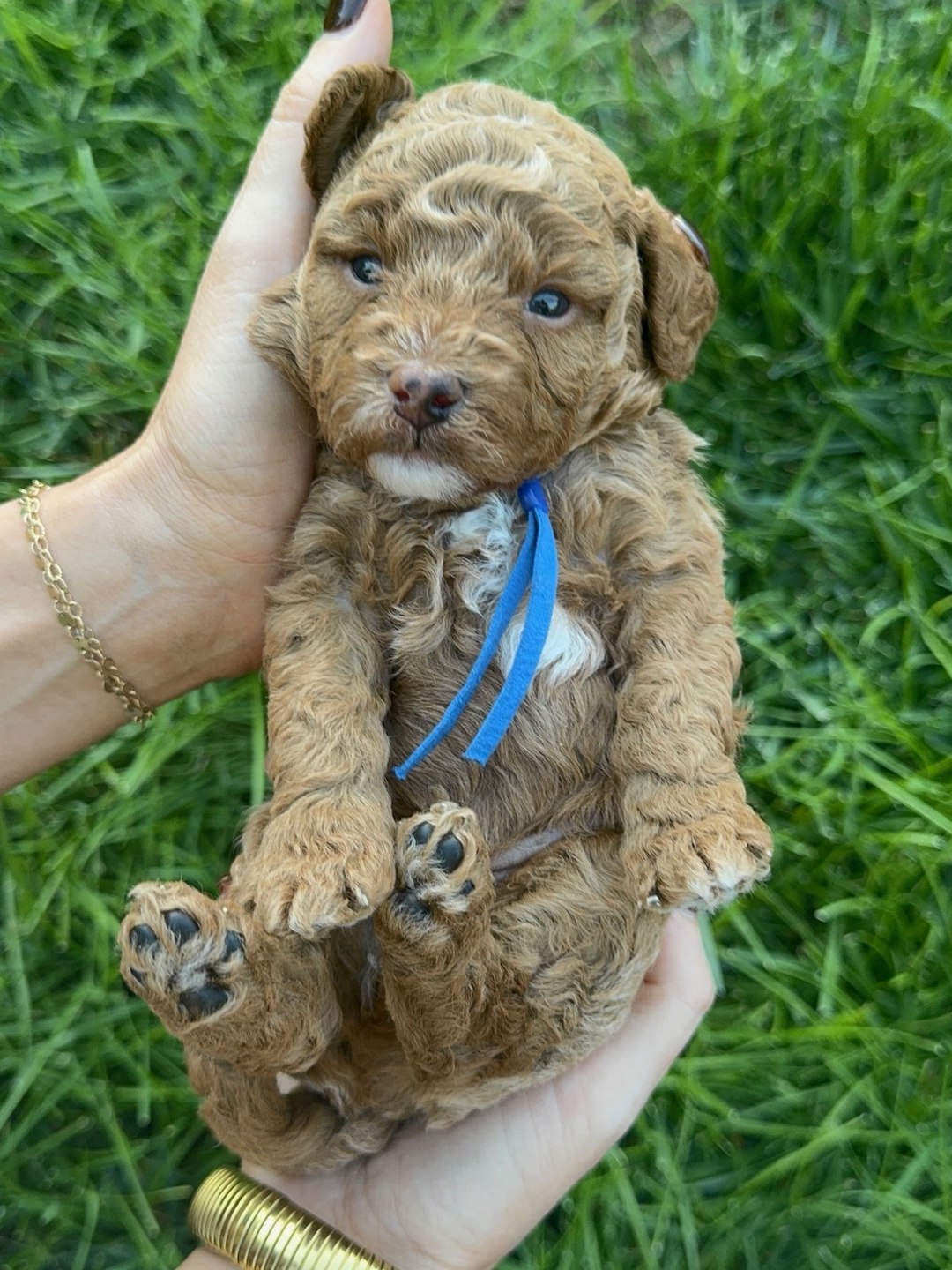 Blue 3.5 weeks old photo