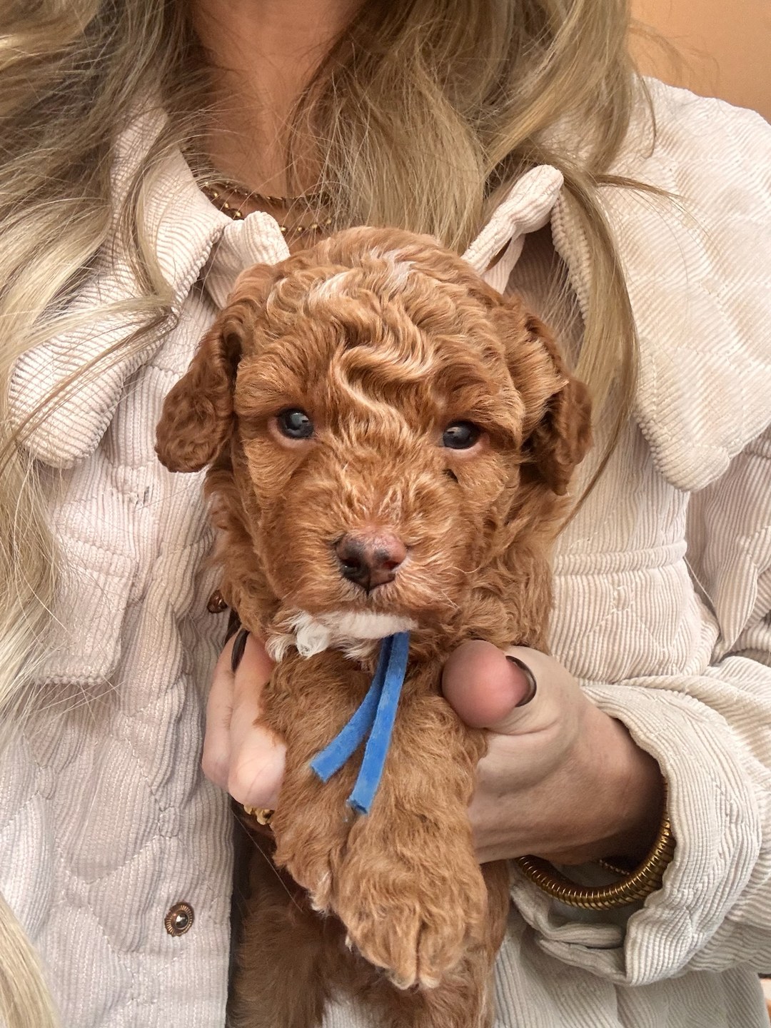 Cookie's Blue - Male - F3 Micro Goldendoodle Puppy
